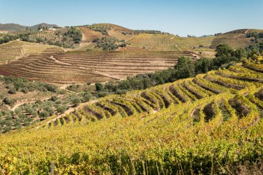 Dağlar ve üzüm bağları arasında: Portekiz 'in Tras-os-Montes kırsalının sonbahar dinginliği