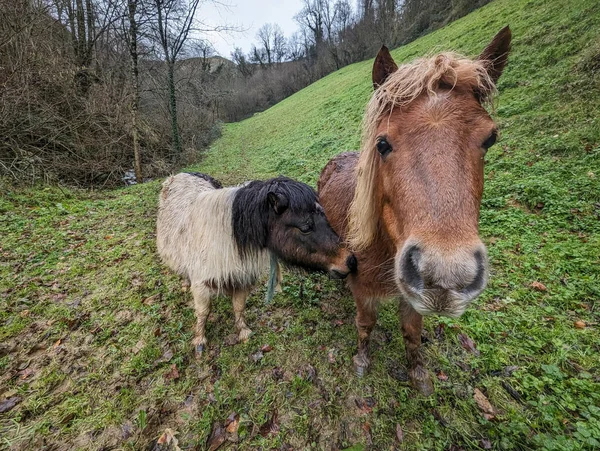 Horses serene in the rain: Idyllic pasture on a mountain farm