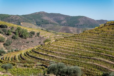 Dağlar ve ormanlar arasında, yamaçlarda üzüm bağları olan bir kırsal bölge.