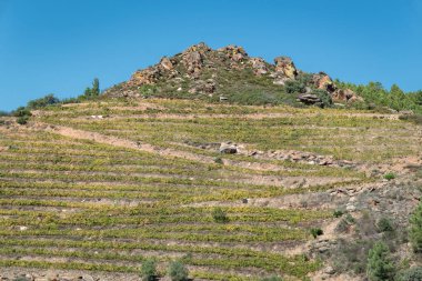 Tepenin üzerinde sarmaşıklar var, kayalık çıkıntılar arasında. Yamaçtan geldi, tepesinde kayalar vardı.