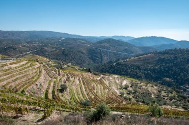 Tepeler ve dağlar arasında, yamaçlardaki üzüm bağları, çam ormanları, tepede küçük bir köy ve Portekiz 'in Tras os Montes kentindeki dağları birbirine bağlayan bir köprü.