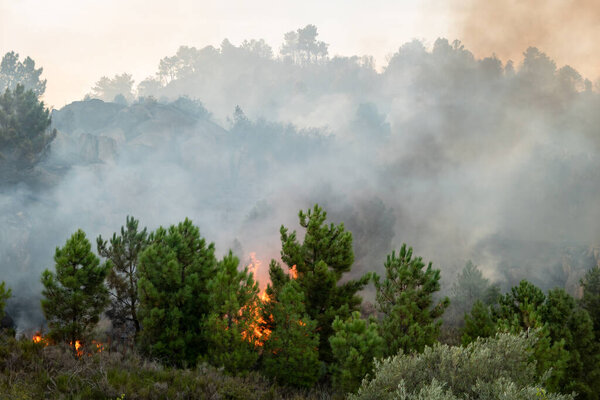 Ярость пламени: лесной пожар опустошает сосновые леса огромным пламенем