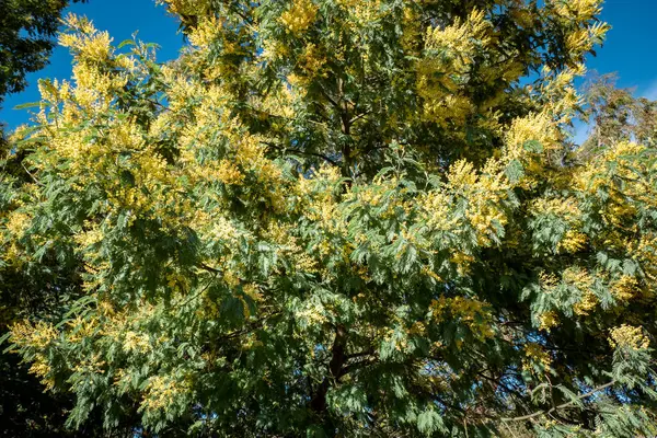 Amidst the branches and lush foliage, the lush yellow mimosa flowers on the treetop