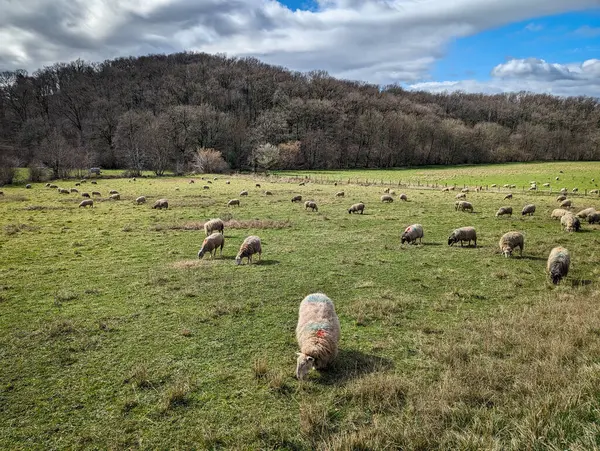 Flock of sheep in pasture on a rural farm with a small mountain in the background covered in forest on a partly cloudy day