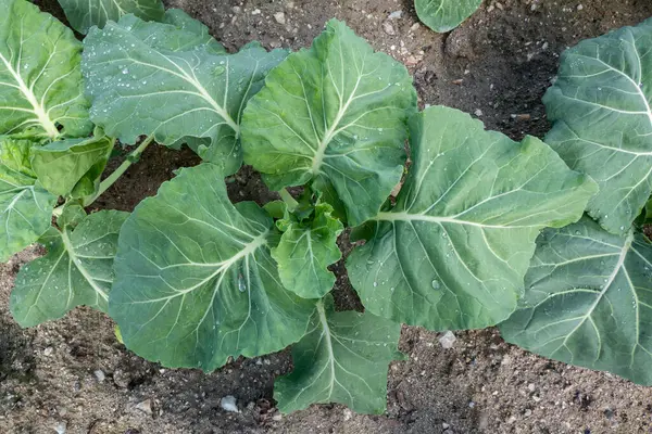 Growing cabbages: Growing cabbages with a few drops of dew on the tender leaves in a lush vegetable garden