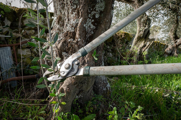 Рабочий срезал засосы на оливковом дереве. Это нежелательные побеги, которые потребляют питательные вещества с дерева, не способствуя производству фруктов