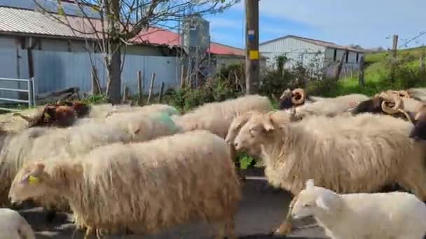 Серединний Марш Вівці Слідують Пастухом Пасовища Дорозі — стокове відео
