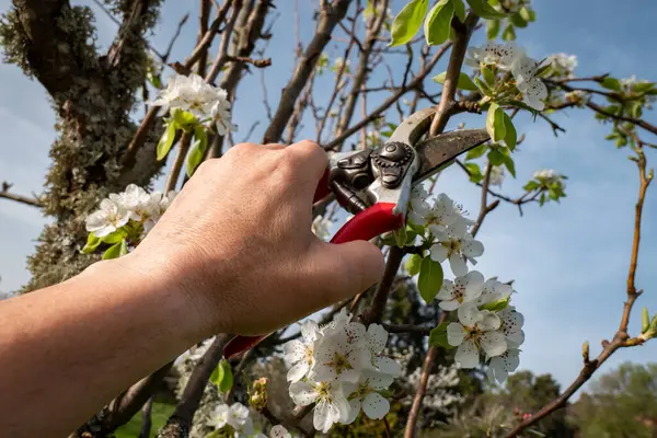 Pruning Praxis Lantbrukare Med Sin Specialiserade Sax Beskär Blommande Päron — Stockfoto