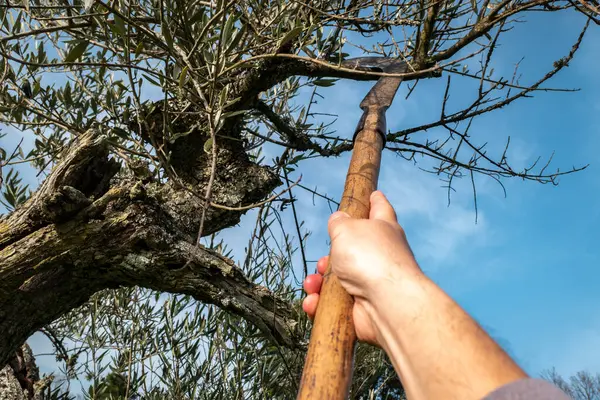Jordbrukaren Rensar Olivträden Med Skära Skär Hickeys Som Suger Trädet — Stockfoto