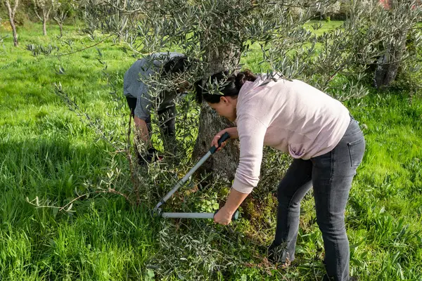 Pruning Hickeys Kvinnliga Jordbrukare Hand Olivträd Med Beskärning Saxar För — Stockfoto