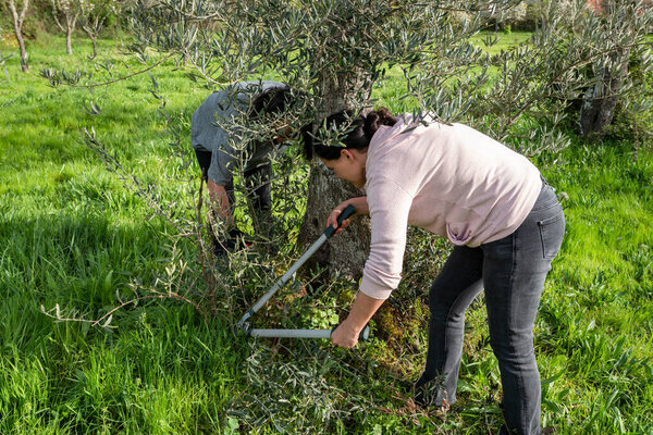 Обрезка засосов: Женщины-фермеры заботятся о оливковых деревьях с обрезкой ножниц, чтобы стимулировать контролируемый и более качественный сбор урожая