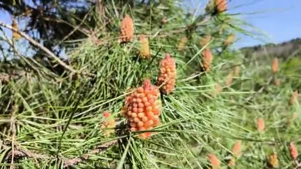 Cones Pinheiro Masculino Potente Alérgeno Dos Pinheiros Machos Pinus Sylvestris — Vídeo de Stock
