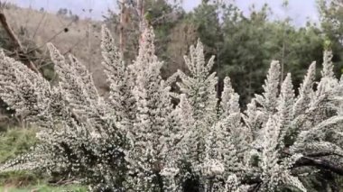 Erica x Veitchii 'Exeter' in zarif dansı doğanın esintisi altında