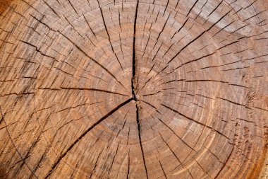 Yüzeyinde bazı çatlaklar olan ahşap bir gövde dokusu.