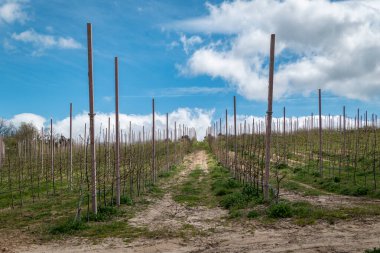 Parçalı bulutlu bir bahar gününde destek direkleri ya da kazıkları olan elma bahçesi