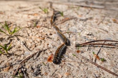 Marching processionary caterpillars - Danger to humans and animals due to their stinging hairs clipart
