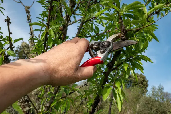 Beschneiden Der Mandelbäume Bauer Verfeinert Sein Geschick Mit Spezialschere Präzise — Stockfoto