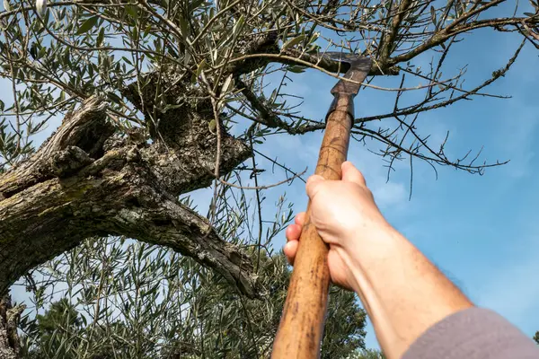 Schnitt Des Olivenbaums Landwirt Mit Sichel Entfernt Zweige Und Hickeys — Stockfoto