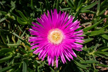 Carpobrotus asinaciforis 'in güzel pembe çiçekleri. Fransız sahillerinde güzel kokulu pembe araba çiçekleri