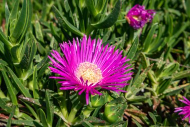 Güllerin uyanışı: tarladaki carpobrotus acinaciforis