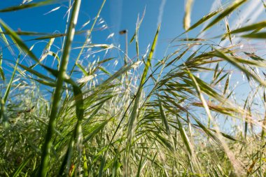 Işıkta parlayan: Güneş ışığında yeşillikte doğanın bir portresi