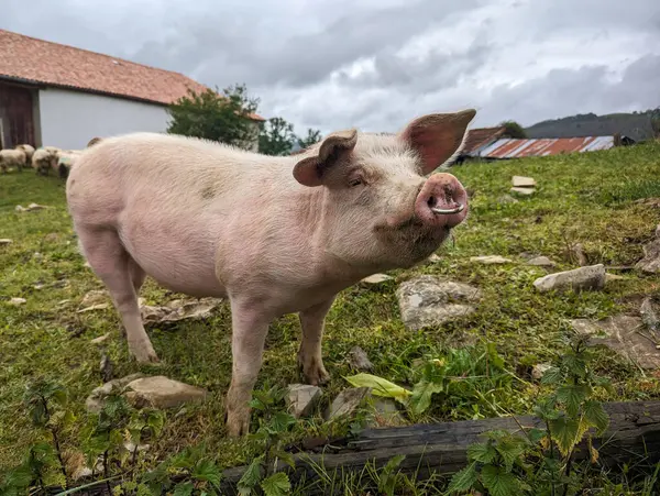 Kırsal bir çiftliğin ortasında, kırsal alanda beslenen dost canlısı ve meraklı bir domuz.