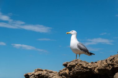 Güneşli bir günde kayanın tepesinde dikkatli bir martı.
