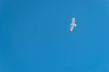 Bedava uçuşlarda, güneşli bir günün mavi ufkunda bir martı.