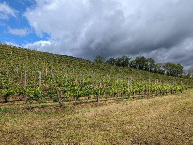 Parçalı bulutlu bir günde bir sonraki hasat için asmalar gelişiyor.