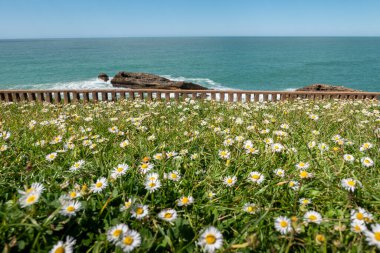 Field of flowers intertwined with green grass with the ocean and some rocks in the background on a sunny day clipart