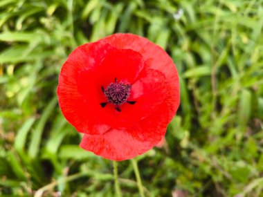 Kırsal alanda kırmızı haşhaş çiçeği tomurcuğu