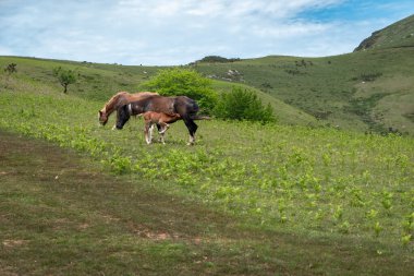 Yeşil bir dağın ortasında anne kısrağından emziren küçük bir tay ile çayırdaki bazı atlar.