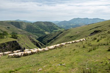Flock of sheep lined up across the green pastures of the Artzamendi mountains in the French Basque Country on a spring day clipart