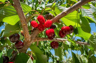 Yaprakların ve dalların arasında, sulu, olgun kirazlar