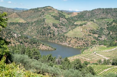 Dağlar, çam ağaçları ve üzüm bağları arasında Portekiz 'in Tras-os-Montes şehrindeki Tua nehri var.