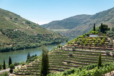 Portekiz 'in Tras-os-Montes şarap bölgesindeki Douro Nehri ve üzüm bağları ile kırsal alan
