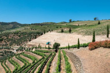Teraslı üzüm bağları olan kırsal bir güzellik ve arka planda mavi gökyüzünün altına asma dikmek için daha fazla arazi yapan bir retraktör.