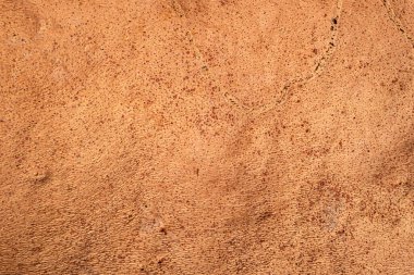 Tıpanın geldiği meşe kabuğunun deseni ve dokusu.