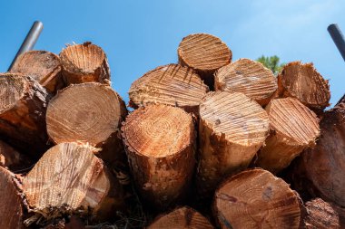 Trailer loaded with pine logs for the lumber industry clipart