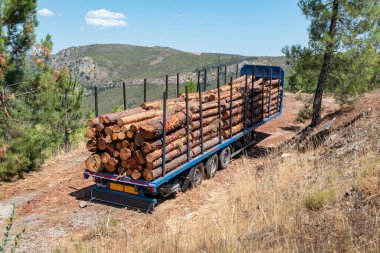 Kereste endüstrisi için çam kütüğü römorku.