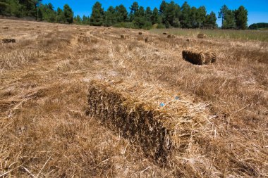 Bales of straw in a field after harvesting for use as fuel or animal feed clipart