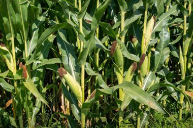 Portekiz 'de kırsal bir çiftlikte gelişmekte olan mısır ekimi