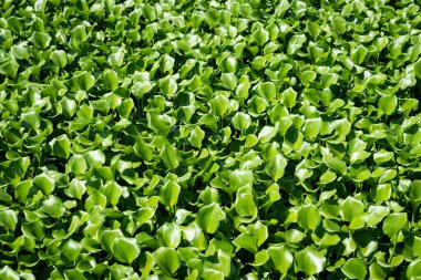 Sudaki Sümbül Üretimi ve Portekiz 'in Pateira de Fermentelos kentindeki Su Ekosistemleri üzerindeki Derin Etkileri