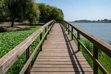 Gölün ortasında, ağaçlar ve su bitkileri, güneşli bir günde Portekiz 'de Pateira de Fermentelos Gölü üzerinde ahşap bir yol.