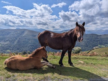 Arka planda dağlar ve bulutlu mavi gökyüzü ile açık bir alanda otlayan fareler ve taylar.