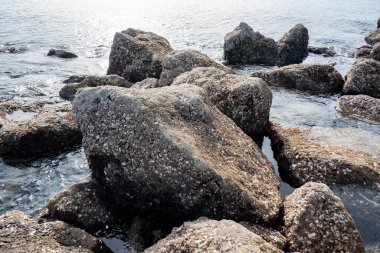 Kısmen batık deniz suyu kayaları kayalık bir sahilde midyelerle kaplıdır.
