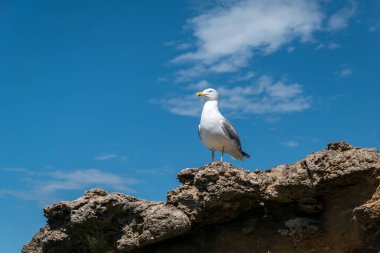 Martı, arkasında dağınık bulutlar olan mavi gökyüzü olan bir kayanın üzerine tünemişti.