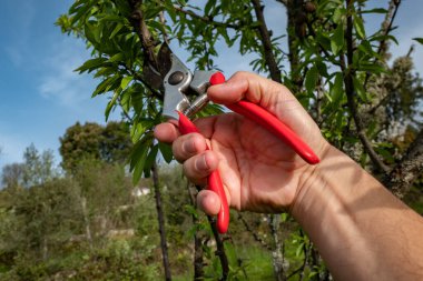 Ağacı budamak için makas kullanan çiftçi hastalıklı dalları buduyor, üretimi teşvik ediyor ve ışığa daha açık hale getiriyor.