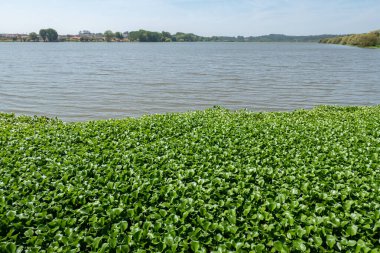 Lago da Pateira de Fermentelos with floating vegetation Water Hyacinth on the lake shore on a sunny day in Portugal clipart