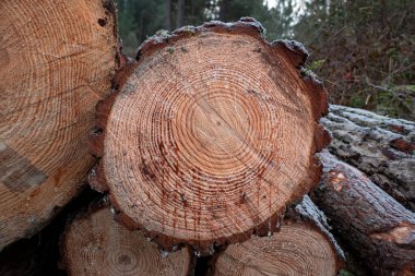 Görünür büyüme halkaları ve orman ortamında kanayan reçineli çam kütükleri yığını.